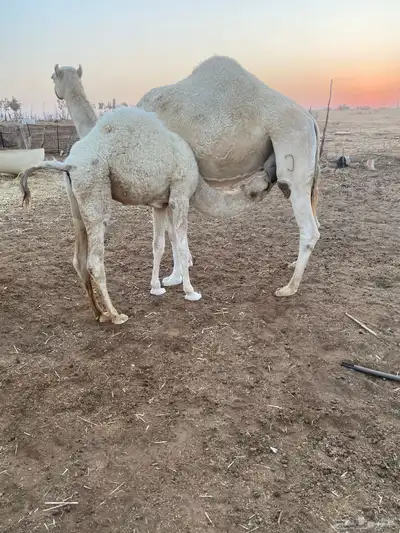 للبيع بكره العمر 5شهور لباني index