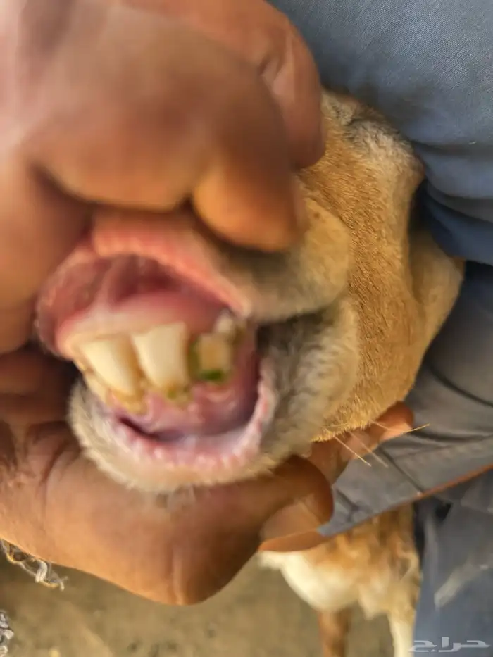 شياه مقاني ولد 0