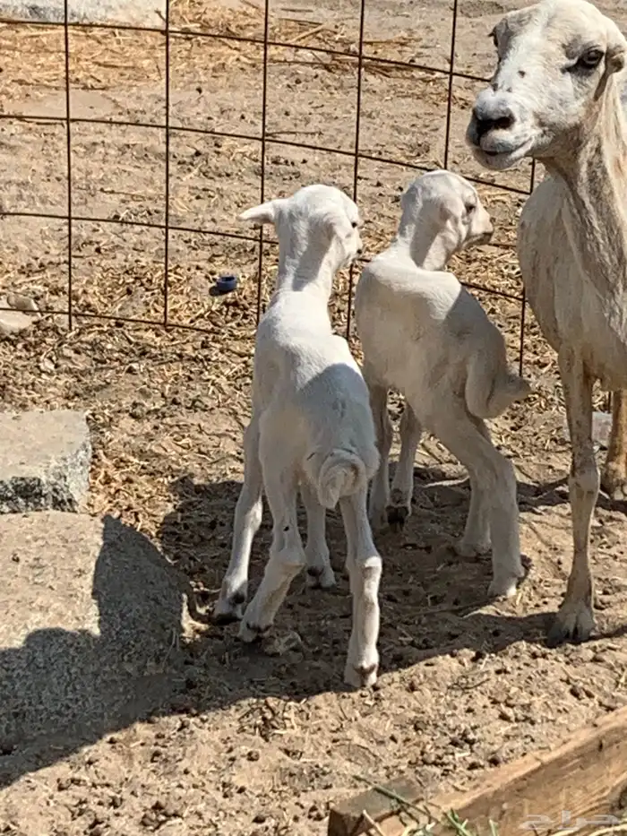 للبيع معزا شاميه ورفيديه والد 9