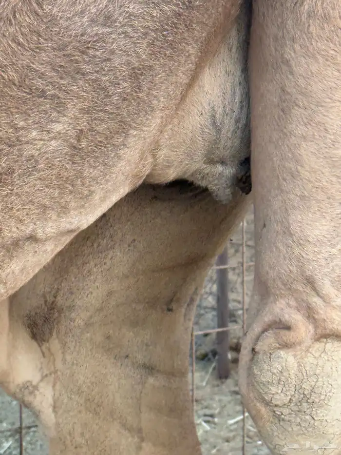 بكره ثنيه ملاقي 0