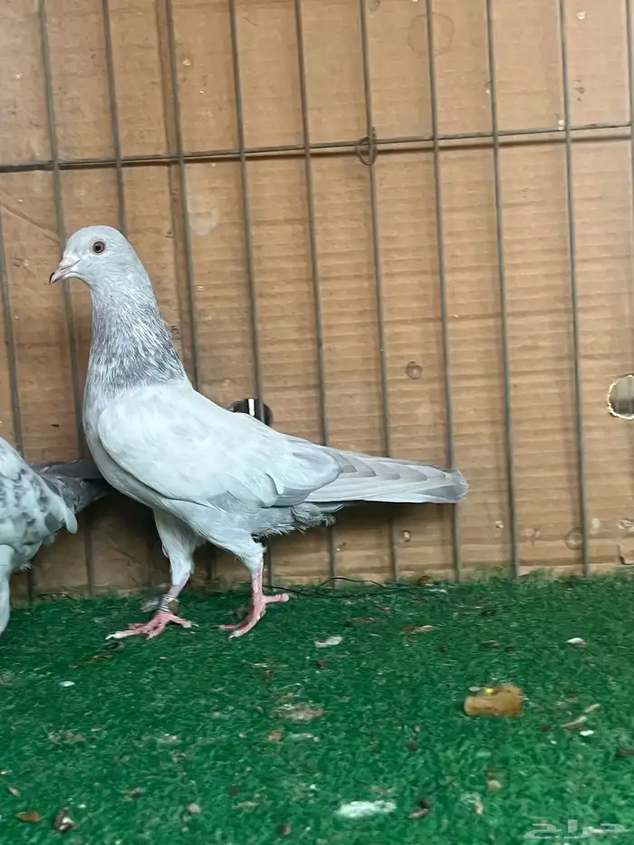 باكستاني قولدن سلتي(تم البيع) 4