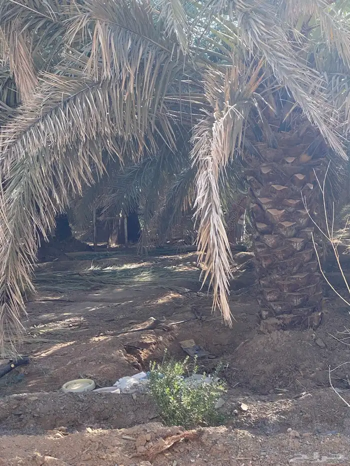 مزرعه الايجار المدينه الزباير 9