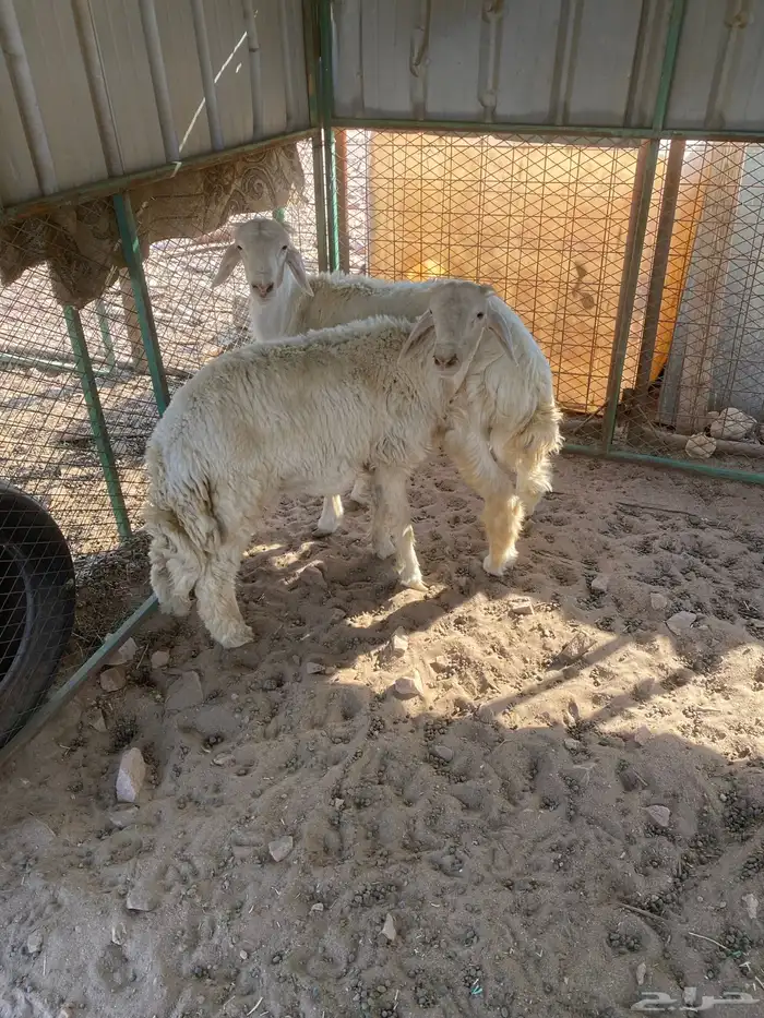 طليان حريه البيع جمله ول تفريد 4