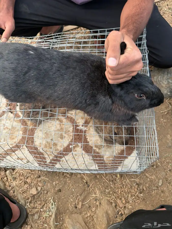 أرانب للبيع 2