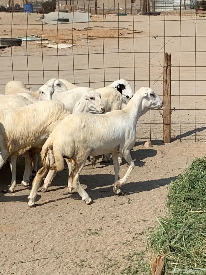 للبيع رخال ميديات طيبه بالحيل 8