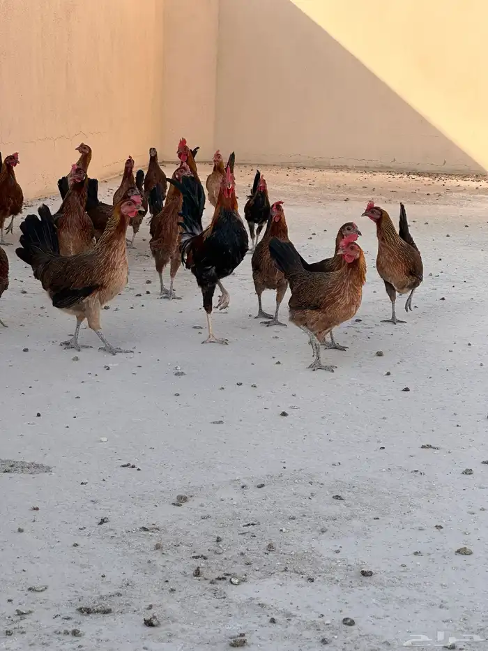 دجاج عربي اصيل ( تم البيع ) 3