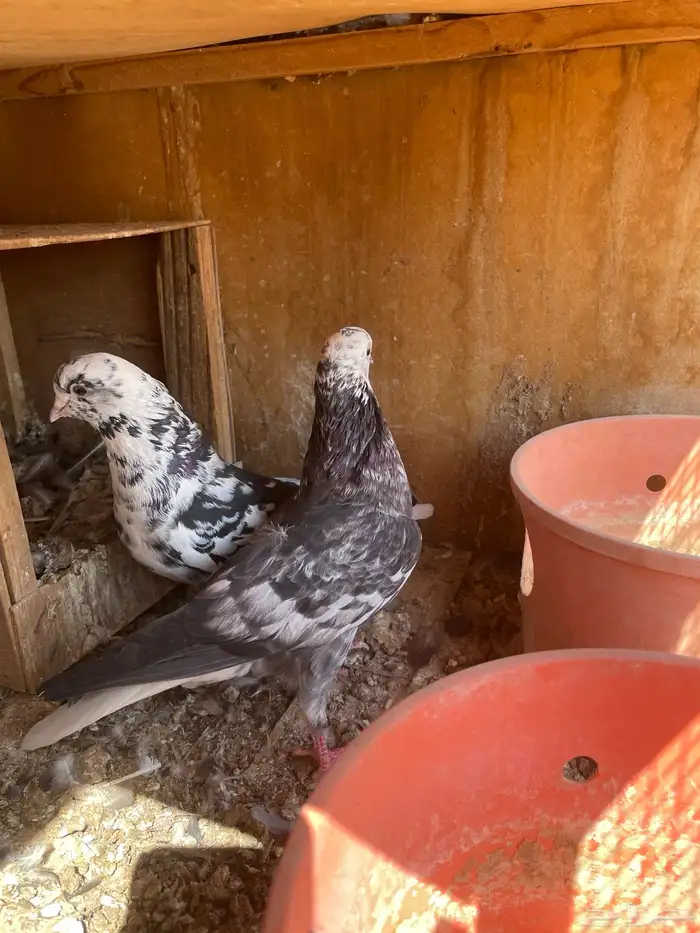 قطايف حمام طيور قطيفة 8