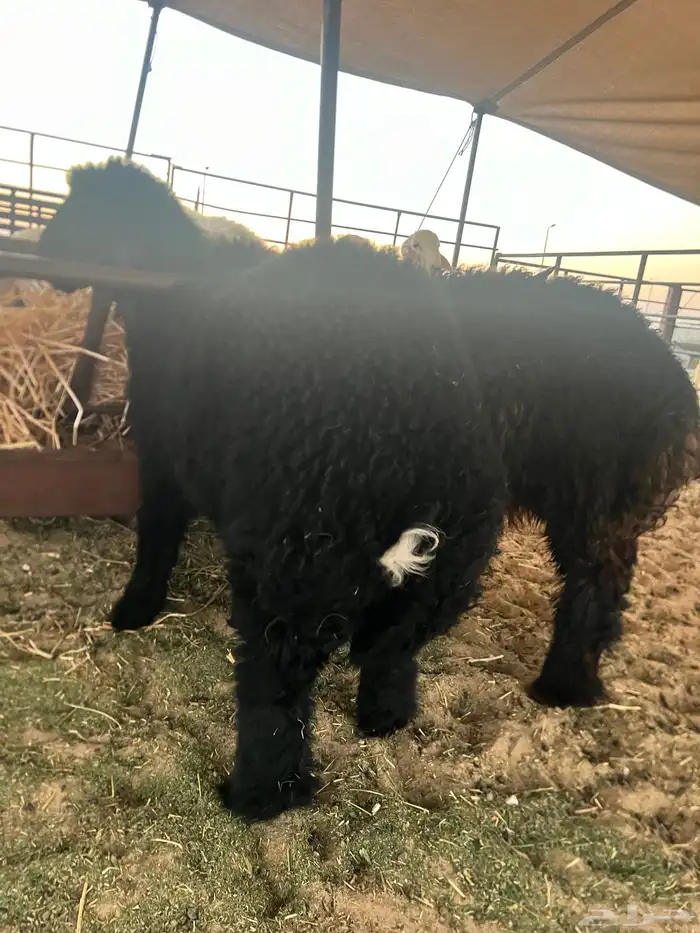 حريات وعرب 0