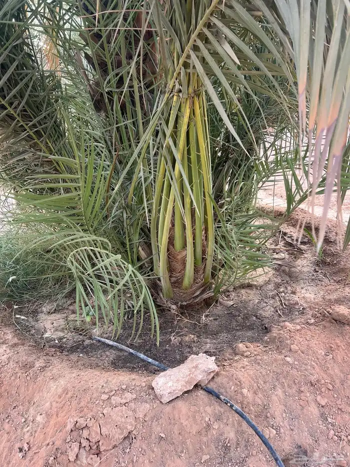 نخيل للبيع ب جميع انواعه 15