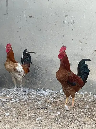 ديكين طيبات بالحيل وصغار بالعمر شرط نصاح index