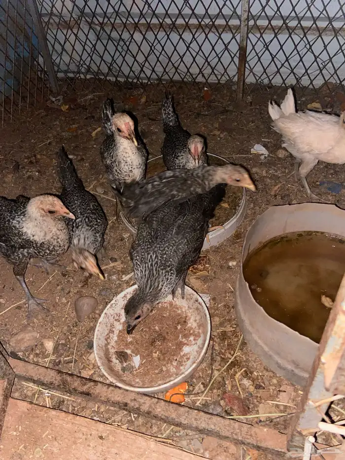 للبيع دجاج و فروخ 3