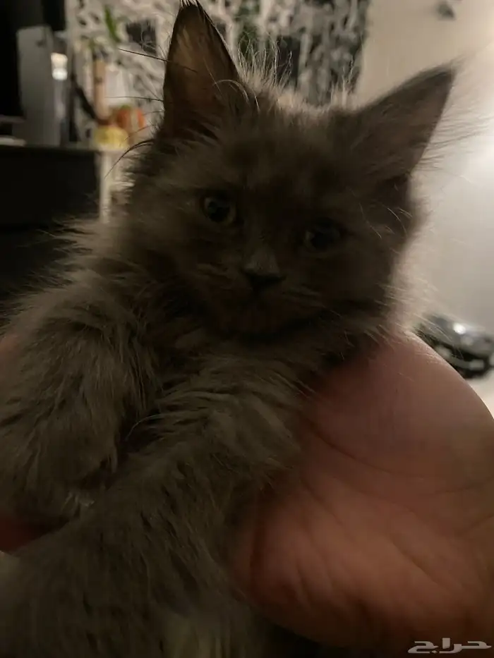 قطة نيرويجي 4