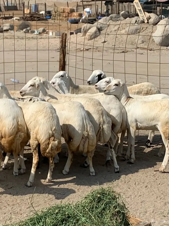 للبيع رخال ميديات طيبه بالحيل 1