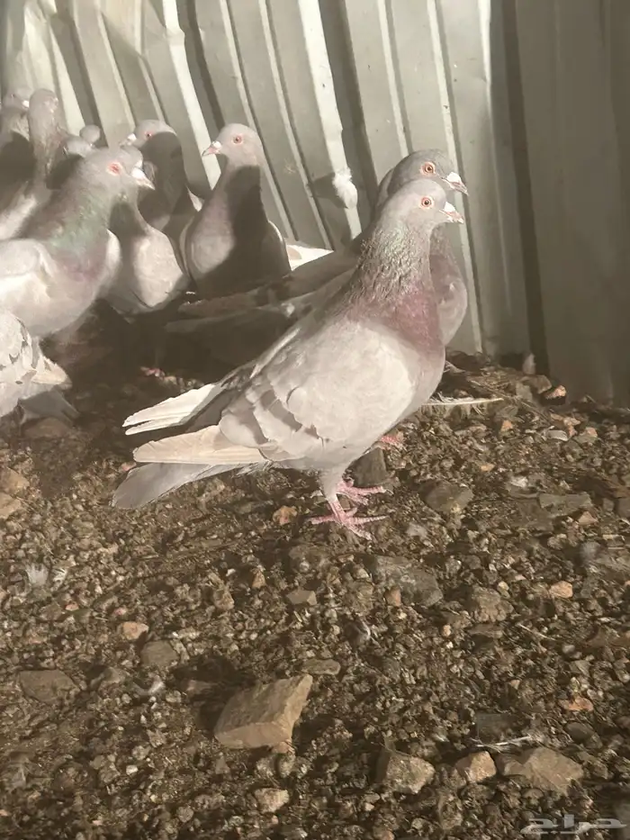 تم البيع الله يبارك لرعيه 0