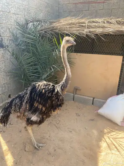 ن ع ام أفريقي العمر 5 شهور index