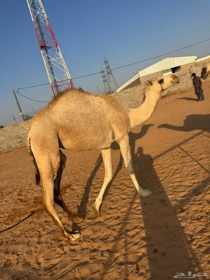 بكرة شقحاء 0