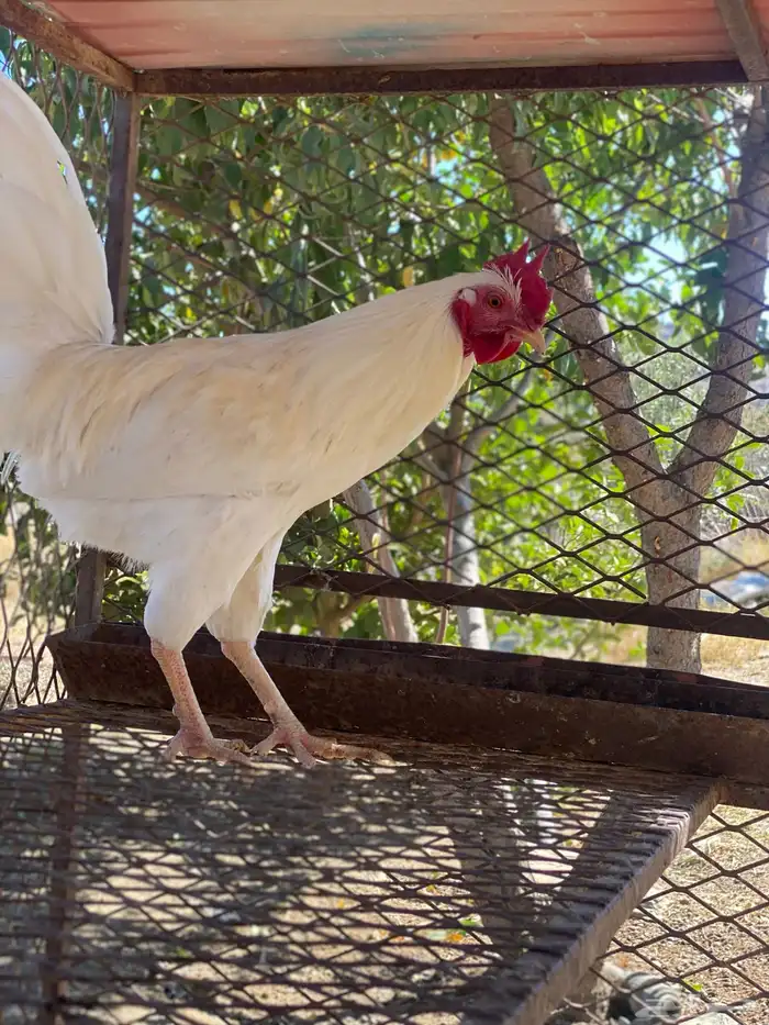 دجاج بلدي للبيع 4