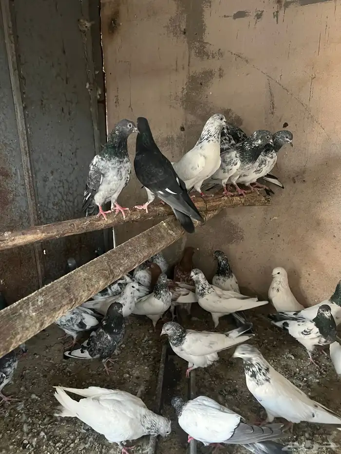 باكستانيات(تم البيع) 4