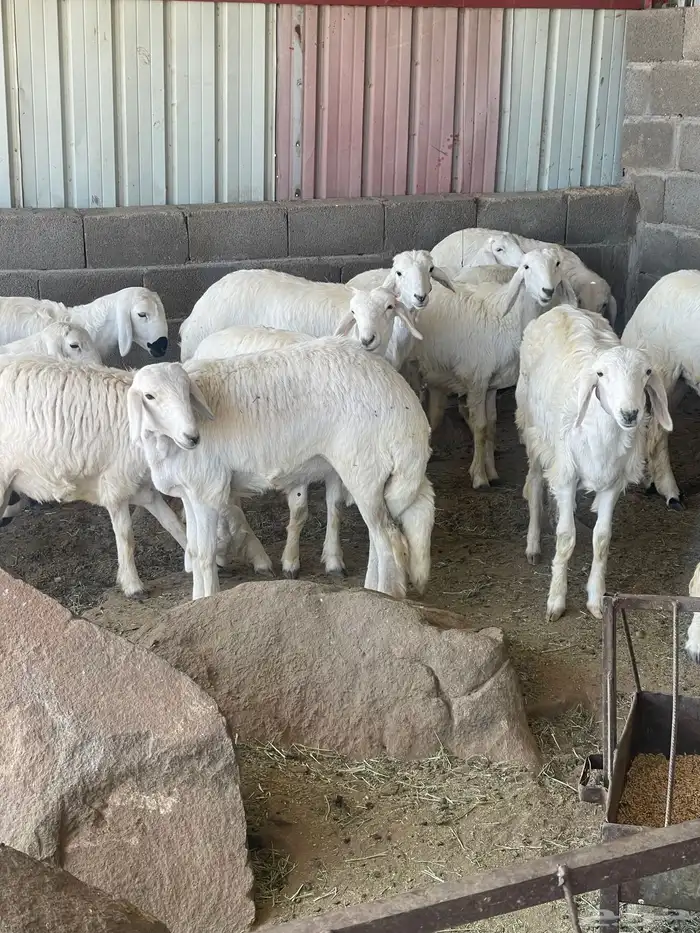 رخال للبيع 0