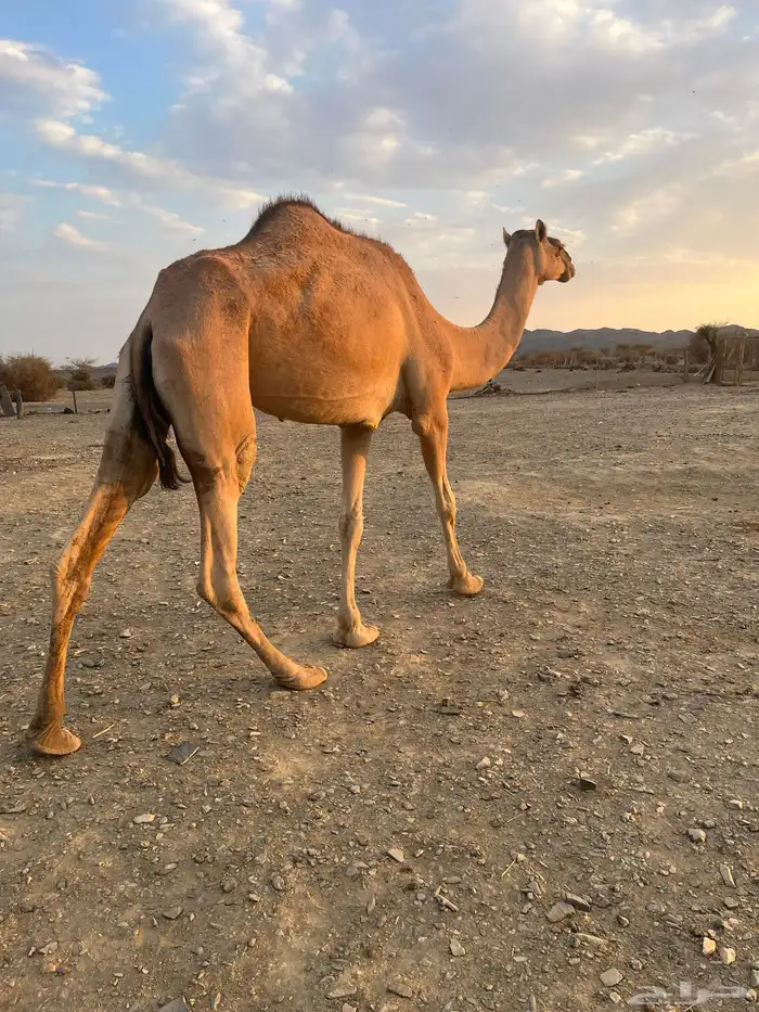 بكره طيبه مزيونه 3