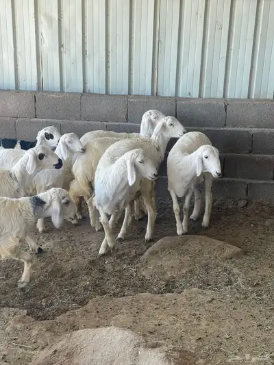 رخال للبيع index