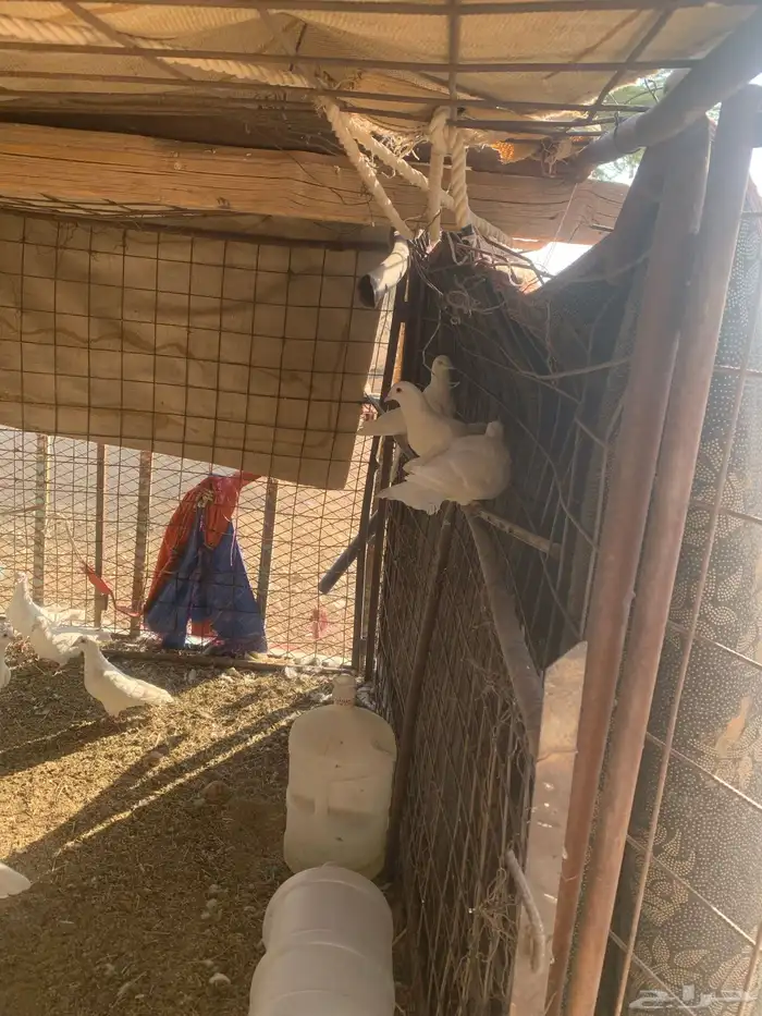 حمام فرنسي التبني 3