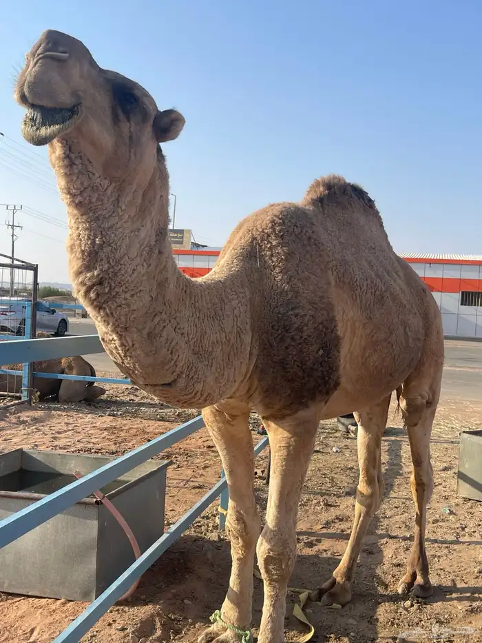 جمل للبيع 5