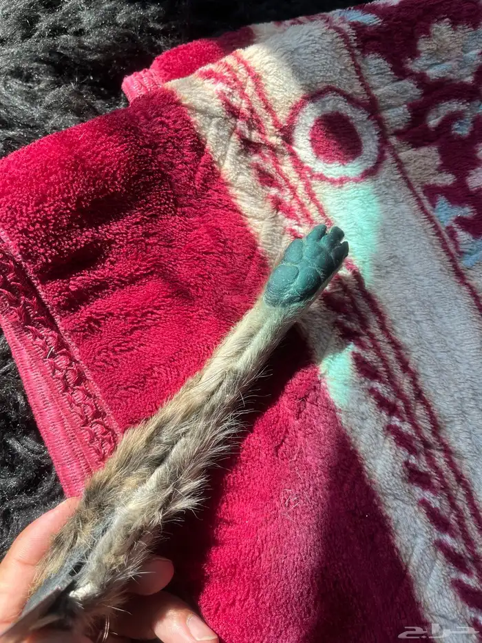 سكين عطافي ملبسه جلد وبر بري 3