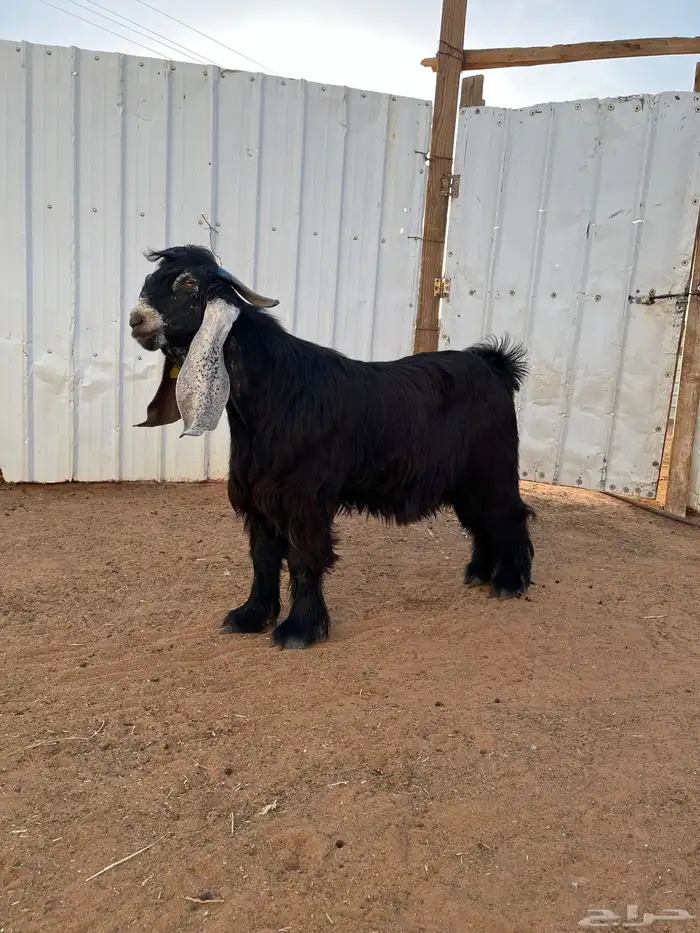 فحل عارضي صنف 1