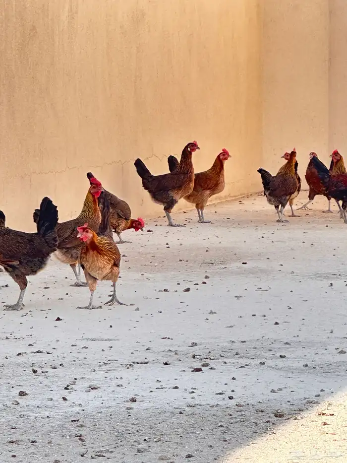 دجاج عربي اصيل ( تم البيع ) 1