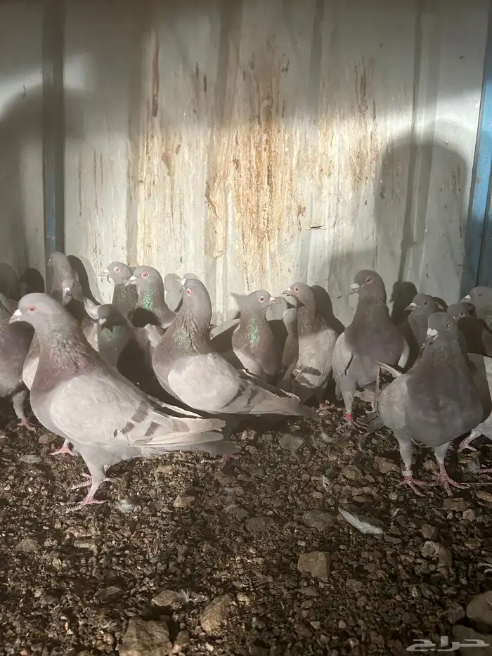 تم البيع الله يبارك لرعيه 5