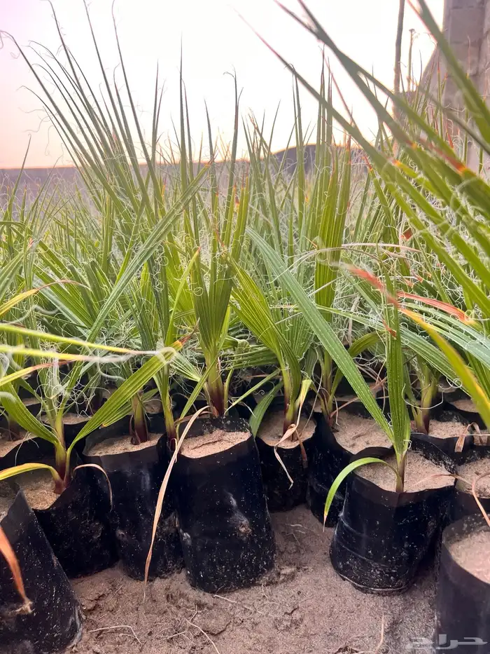 مشروع ناجح يحتاج ماء   ارض صغيره فقط 12