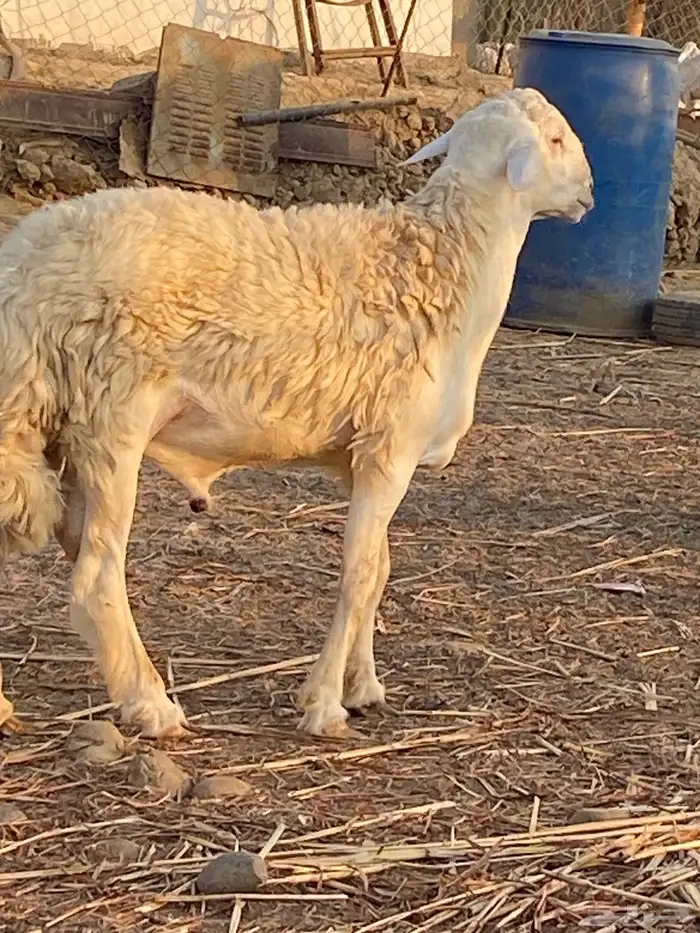 طلي فحل حري صنف الصنف 3