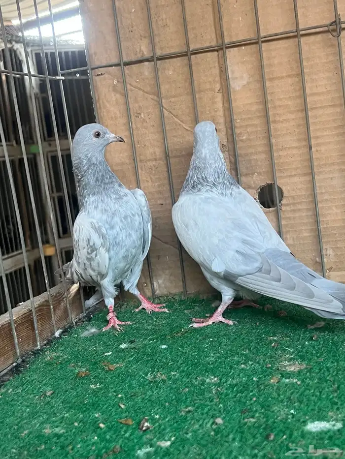 باكستاني قولدن سلتي(تم البيع) 3