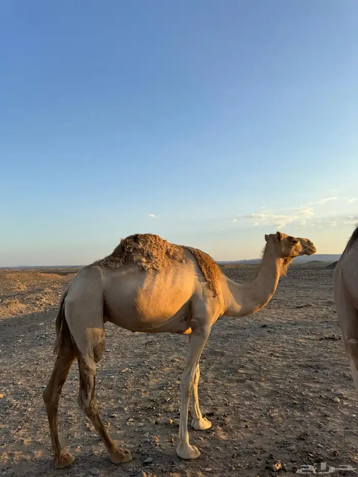 للبيع ناقه 1