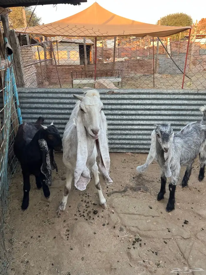 عنز متاومه 2