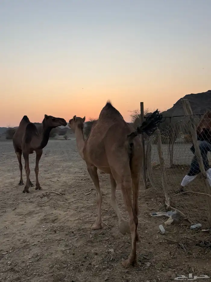 بكره ثنيه ملاقي 5