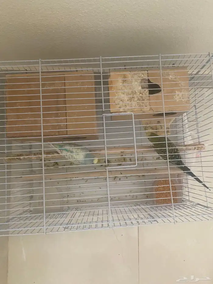 اطيور الحب مع قفصه على اسوم ومع اكلهم على اسوم 2