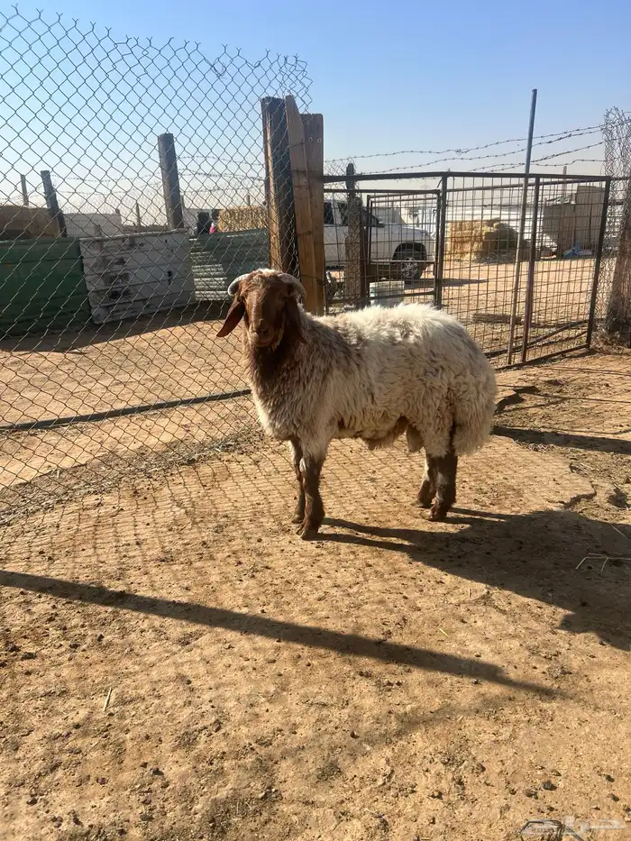 نعيم خرفان هرافى فاخر للآخر 14