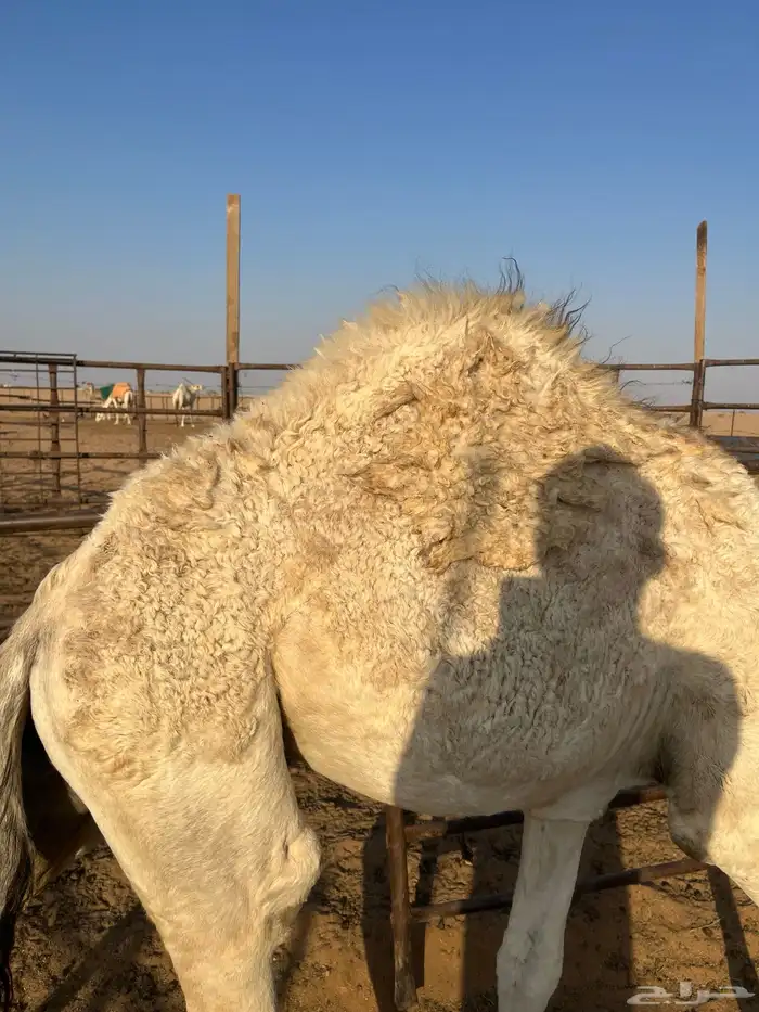 قعدان قصب فلل شحم وعلى حليب امهاتها 1