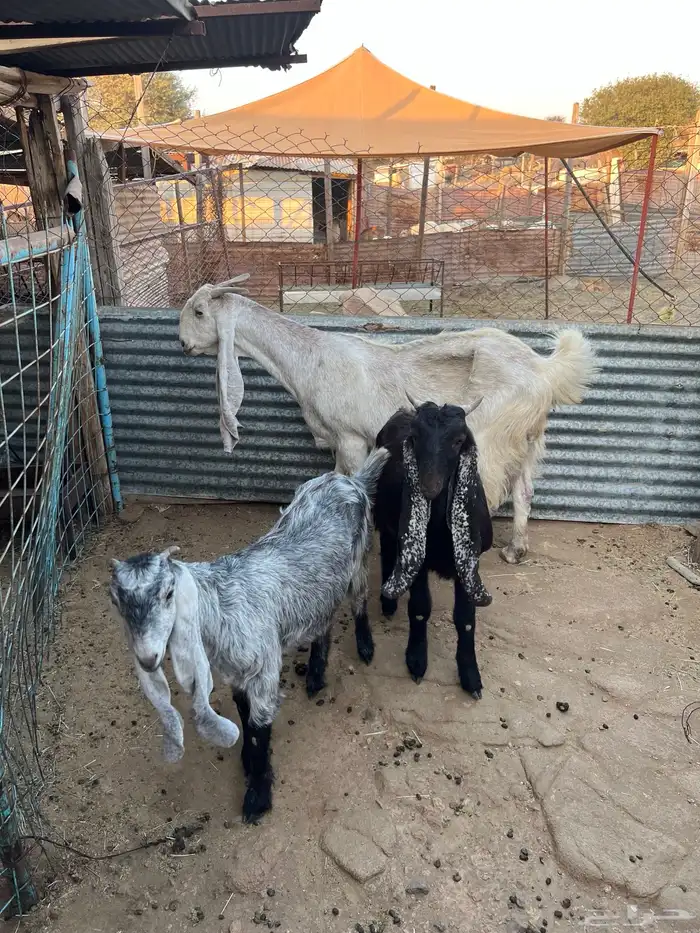 عنز متاومه 4