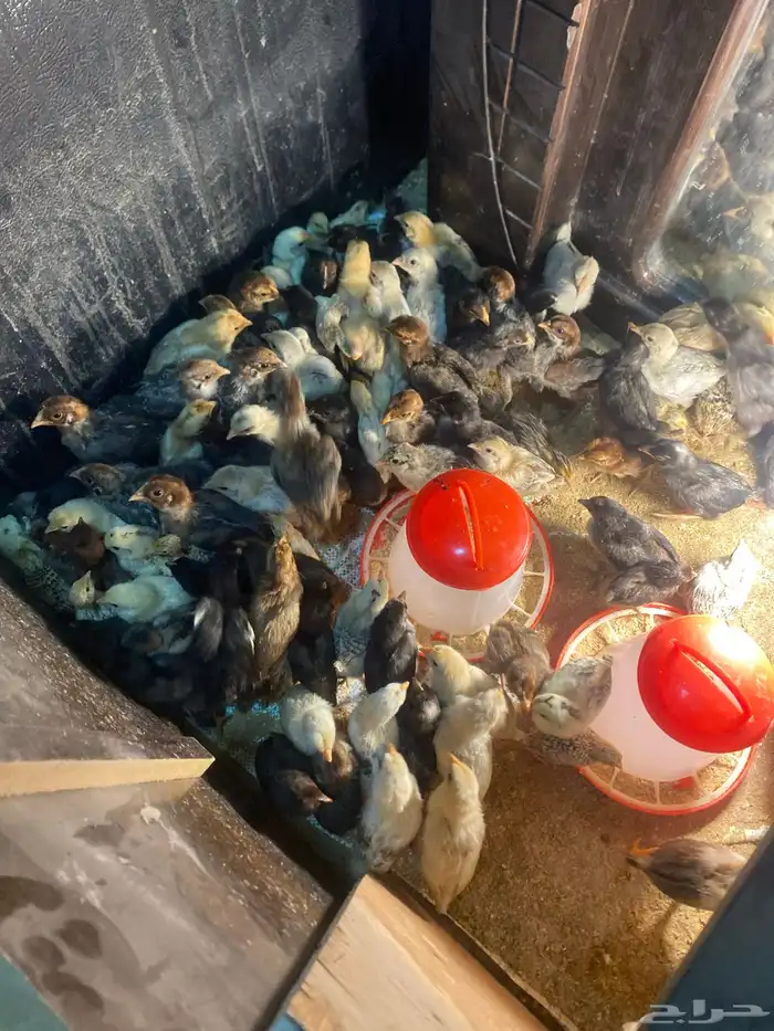 صوص دجاج العمر 10 ايام الحبه 0