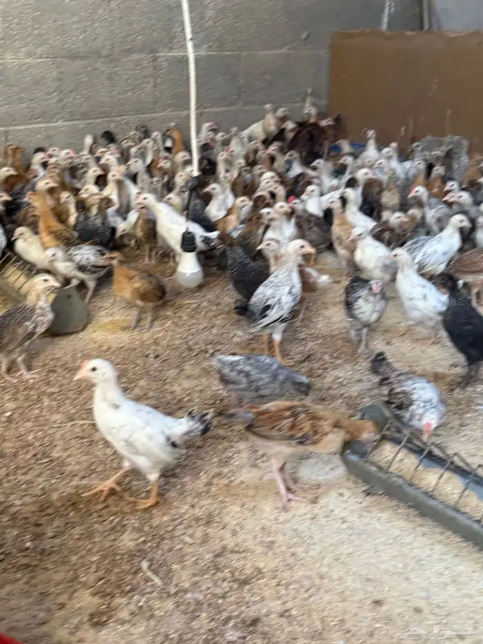 صوص دجاج بلدي 0