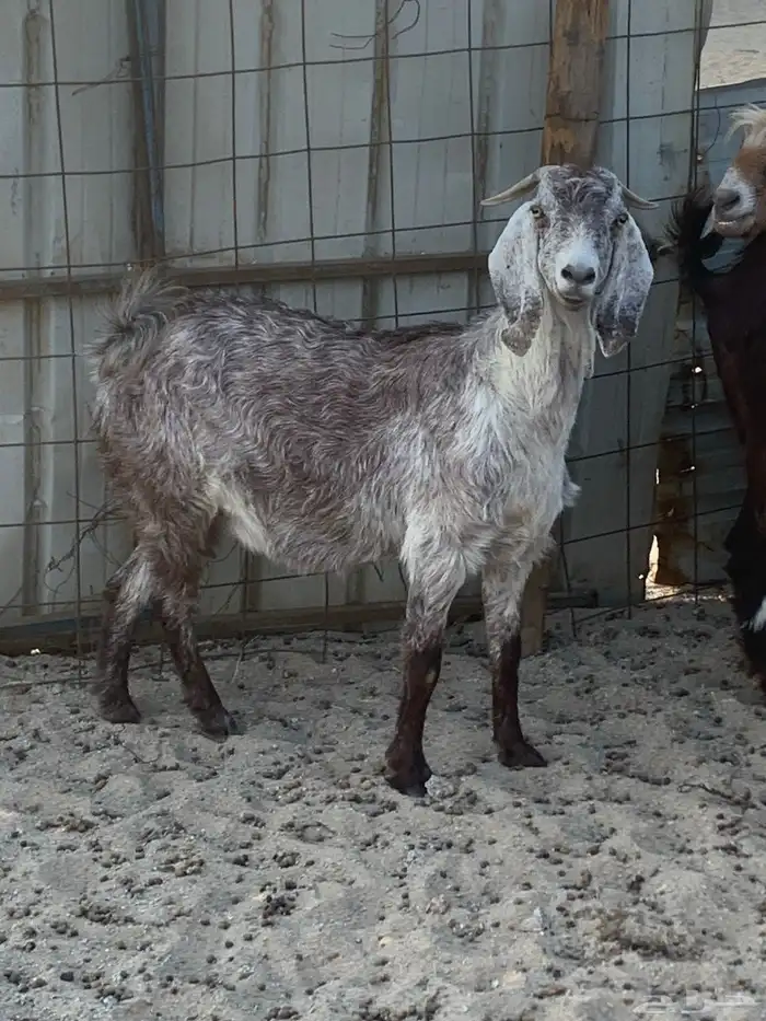 للبيع معزا شاميه ورفيديه والد 3