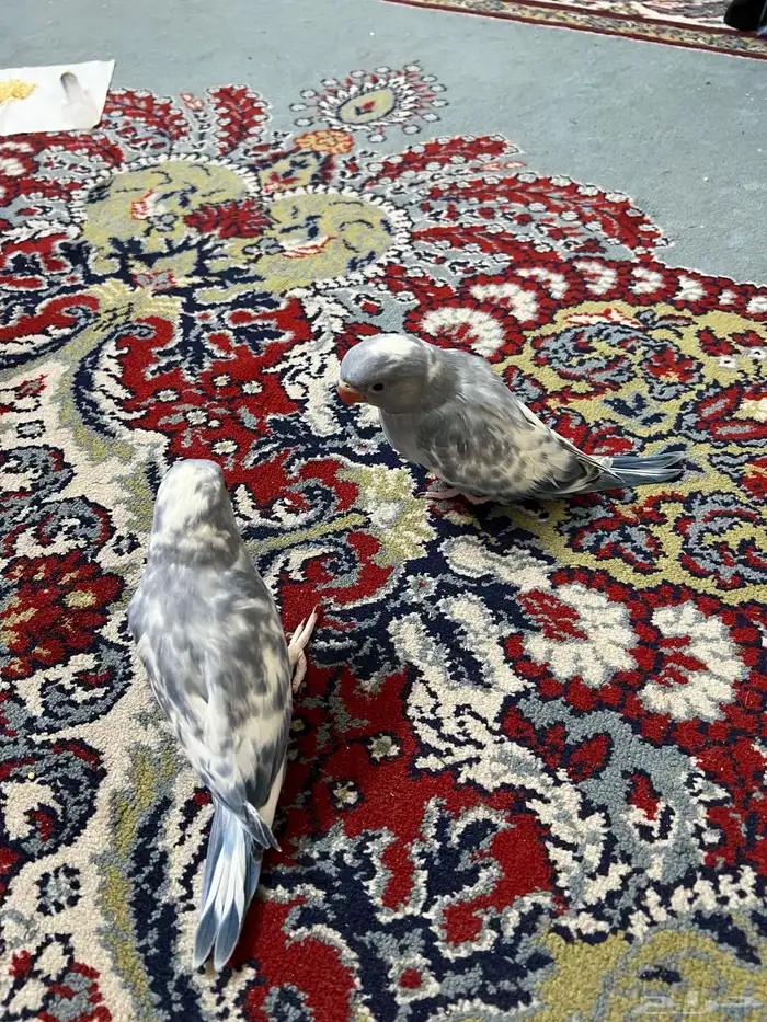 فرخين دره هولندي ابرق 1