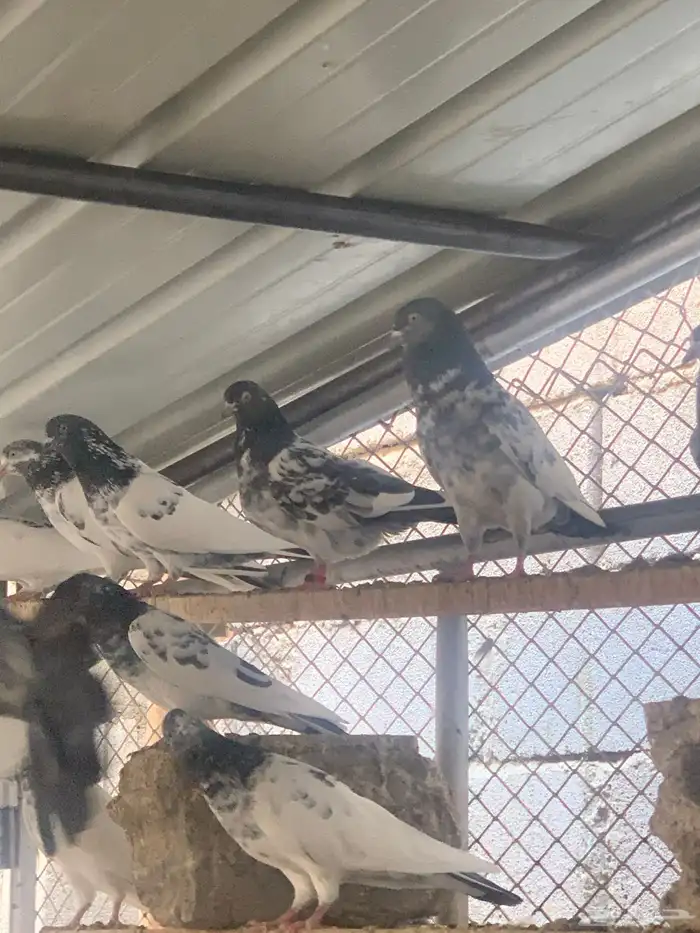 حمام باكستاني للبيع 8