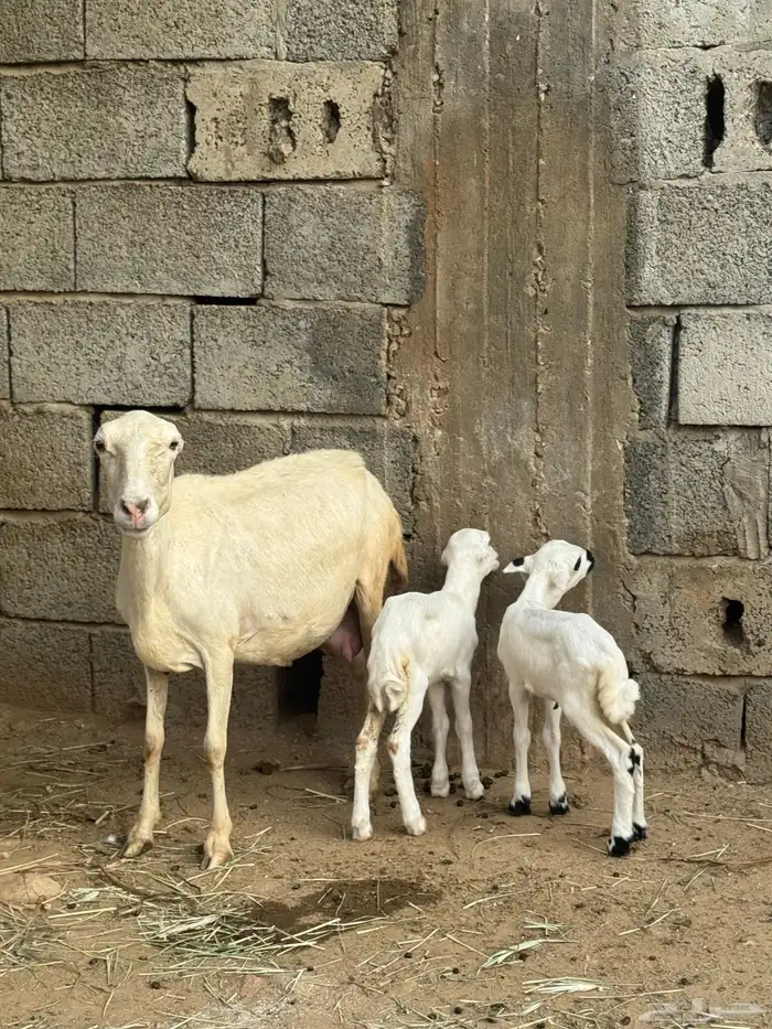 نعجه منتوج بتوأم 1