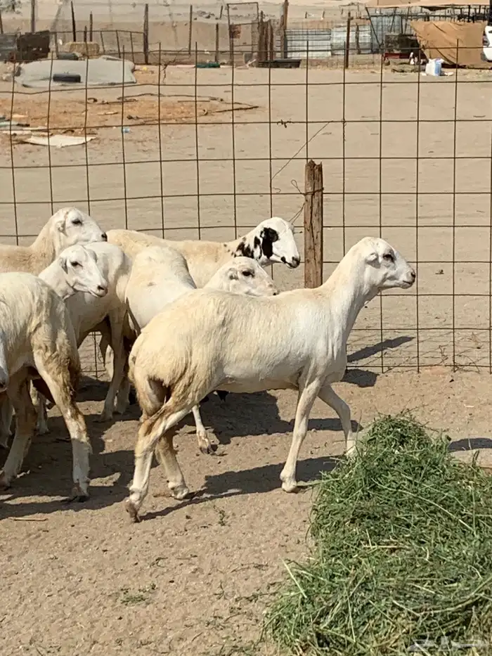 للبيع رخال ميديات طيبه بالحيل 9