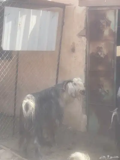 تيس عارضي صنف index