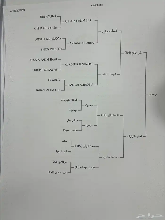 حصان واهو فحل 6